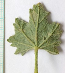 Sphaeralcea parvifolia
