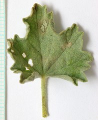Sphaeralcea parvifolia