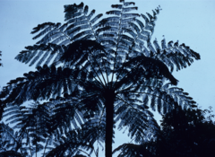 Sphaeropteris glauca