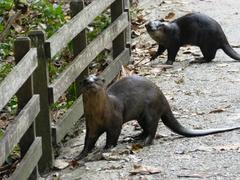 Lutrogale perspicillata