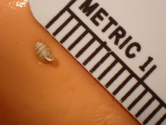 Gastrocopta contracta