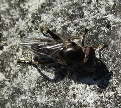 Chalcosyrphus metallicus