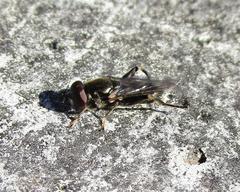 Chalcosyrphus metallicus