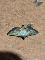 Cnaphalocrocis bilinealis
