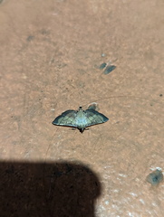 Cnaphalocrocis bilinealis