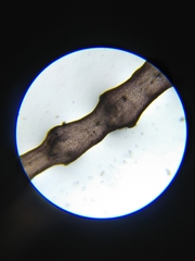 Lemanea