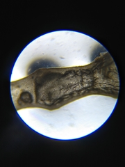 Lemanea
