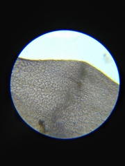 Lemanea