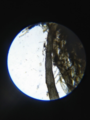 Lemanea