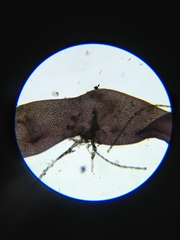 Lemanea