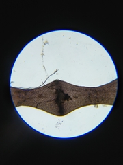 Lemanea