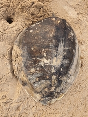Lepidochelys olivacea