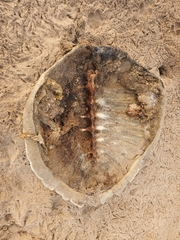 Lepidochelys olivacea