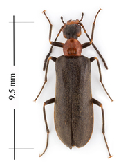 Nematoplus collaris