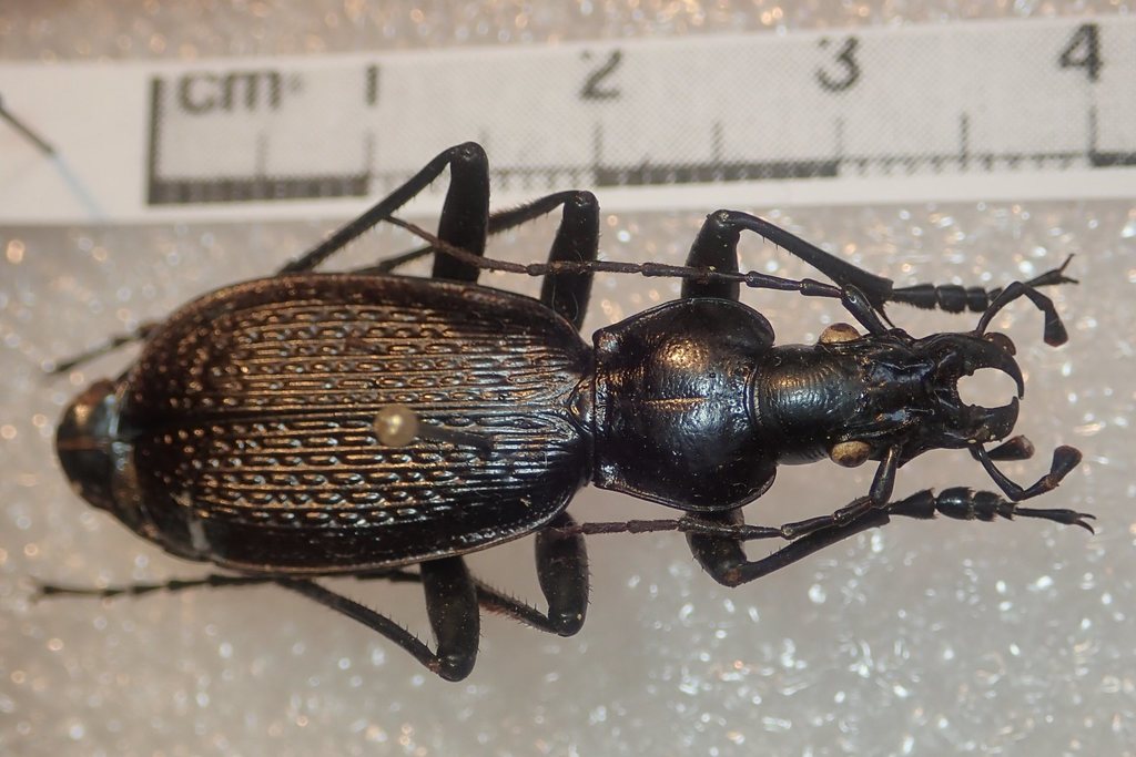 Carabus puschkini