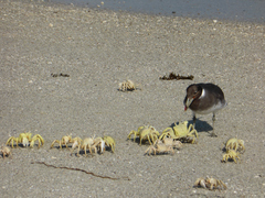 Ichthyaetus hemprichii