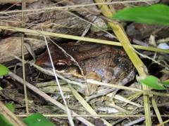 Leptodactylus albilabris