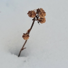 Pyrola americana