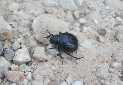 Tenebrionidae