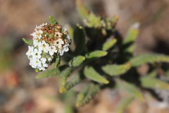 Heliotropium asperrimum