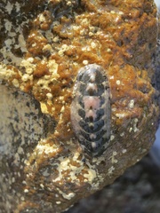 Stenoplax limaciformis