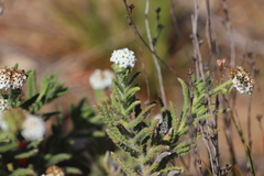 Heliotropium asperrimum