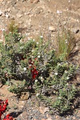 Heliotropium asperrimum