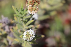 Heliotropium asperrimum