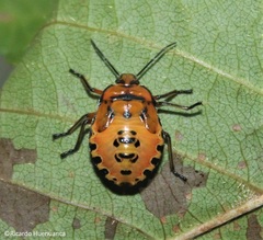 Brontocoris nigrolimbatus
