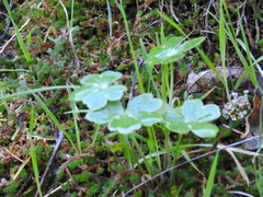 Delphinium nudicaule