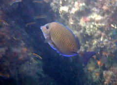 Prionurus maculatus