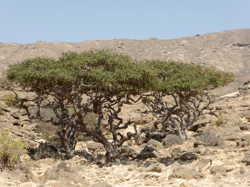 Boswellia