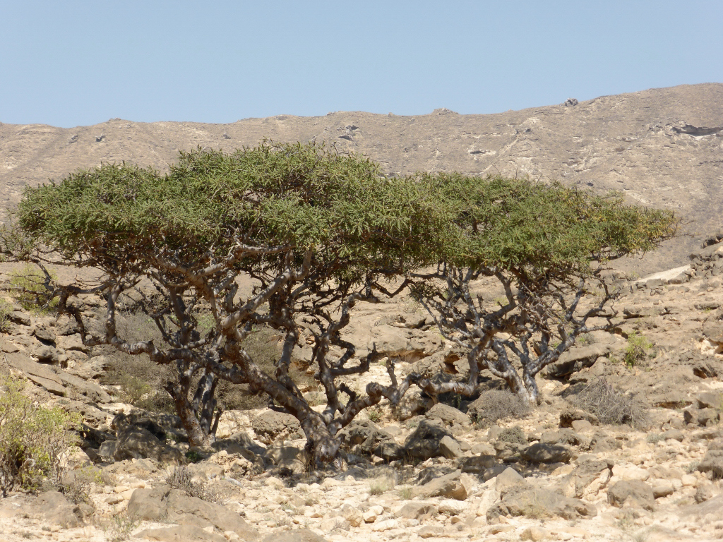 Boswellia