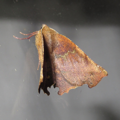 Phyllodonta