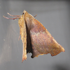 Phyllodonta