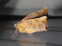 Phyllodonta