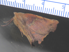 Phyllodonta