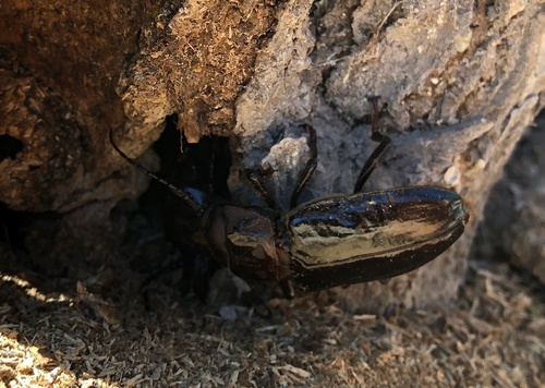 Mallodon downesii