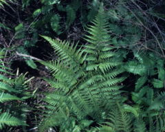 Davallia denticulata