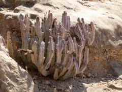 Caralluma