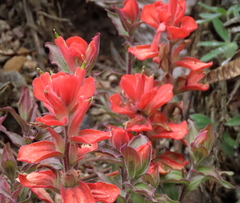 Castilleja cryptandra