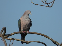 Ducula aenea pusilla