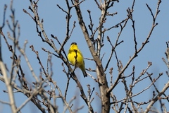 Spinus psaltria