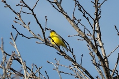Spinus psaltria