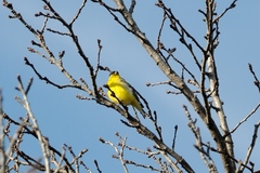 Spinus psaltria