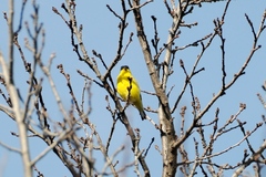 Spinus psaltria