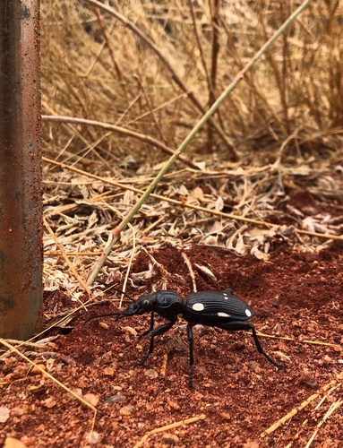 Anthia hexasticta