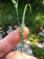 Carex oligocarpa