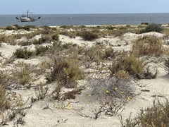 Bidens cabopulmensis