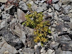 Gingidia decipiens